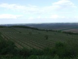 Igényes teraszos kordonmûvelésû szõlõ.