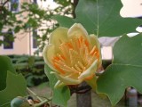 pl. Liliodendron vagy kínai tulipánfa Klastromkertben való fényképezéséhez