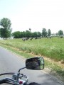 Lehet, hogy õk több üvegházhatású gázt termelnek, mint a mi motorjaink? De legalább tejet is adnak!