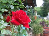 Red Rose.