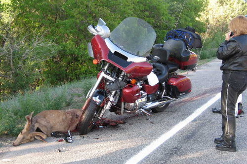 deer_crash_2.jpg
