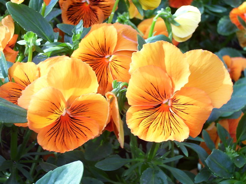 100_3396_resize.jpg