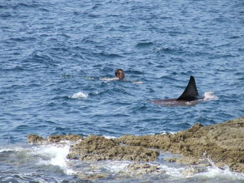 csaba_shark.jpg