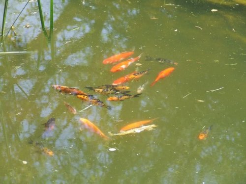 koipond.jpg