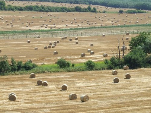 szalmab_l_k.jpg