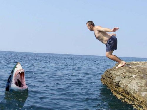 szilard_shark.jpg