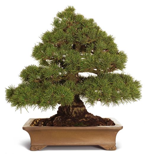 bonsai_pinus_pentaphylla.jpg